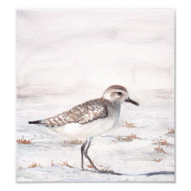 Shore Bird Art Reproduction Photo Print (Front)