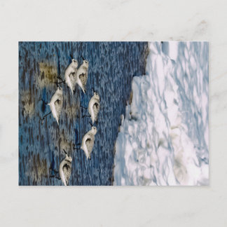 Shore Birds Postcard