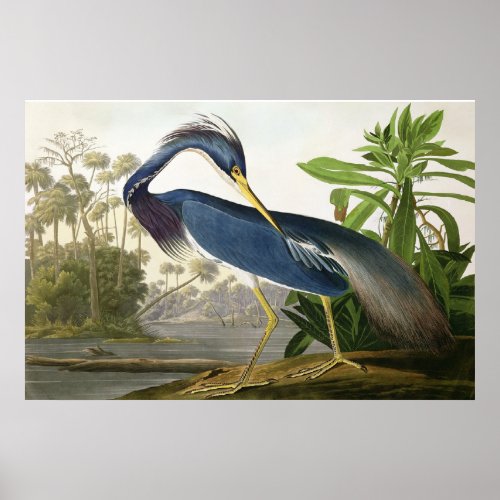 Shore Lark _ Wildlife Painter John Audubon Poster