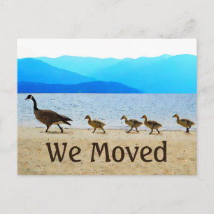 Shore Patrol Canada Geese Announcement Postcard