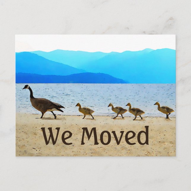 Shore Patrol Canada Geese Announcement Postcard (Front)