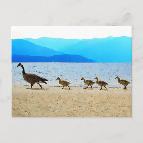Shore Patrol Canada Geese Postcard