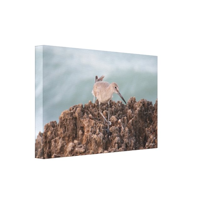 Shorebird on Rocks with Teal Ocean Background