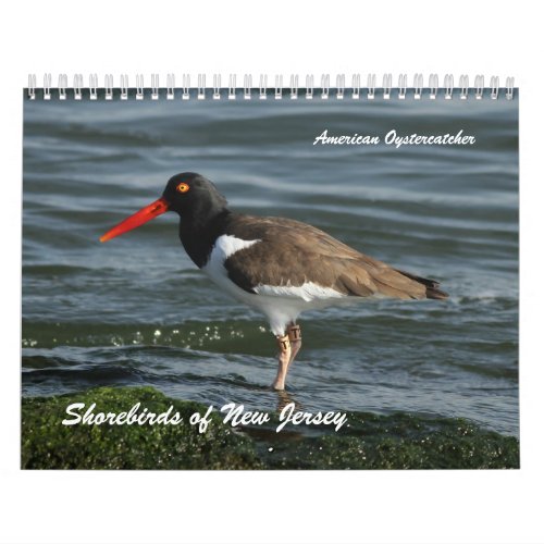 Shorebirds of New Jersey Calendar