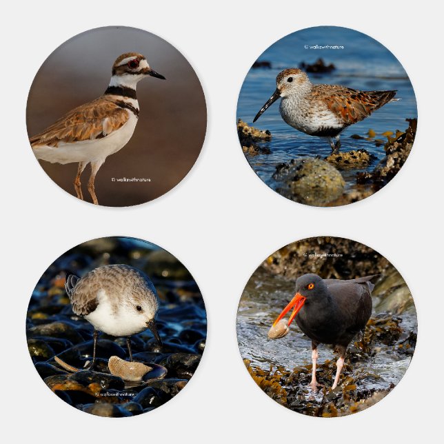 Shorebirds of North America Coaster Set (Set)