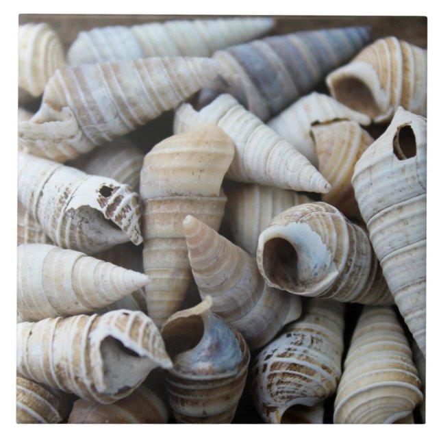 Shoreline Cone Shells Ceramic Tile (Front)