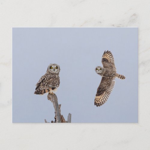 Short_eared owl at the Shawangunk Grasslands Postcard