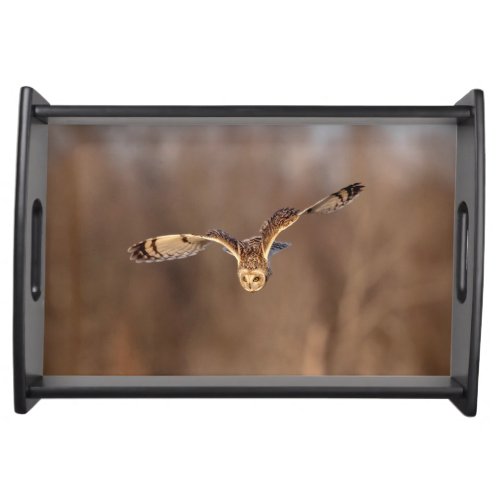 Short_eared owl diving towards the ground serving tray