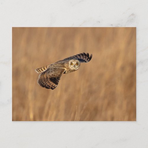 Short_eared owl in flight at the grasslands postcard