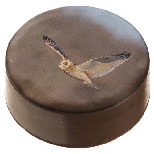 Short_eared owl in flight chocolate dipped oreo