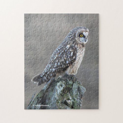 Short_Eared Owl in the Marsh Jigsaw Puzzle