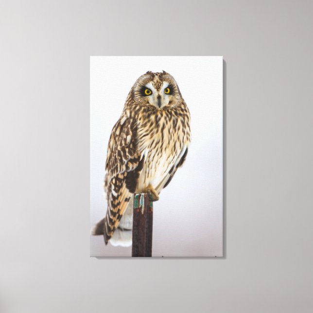Short-eared Owl on fence post Canvas Print (Front)