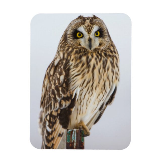 Short-eared Owl on fence post Magnet (Vertical)