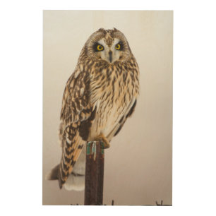 Short-eared Owl on fence post Wood Wall Decor
