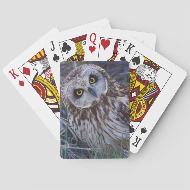 Short-eared Owl Poker Cards (Back)