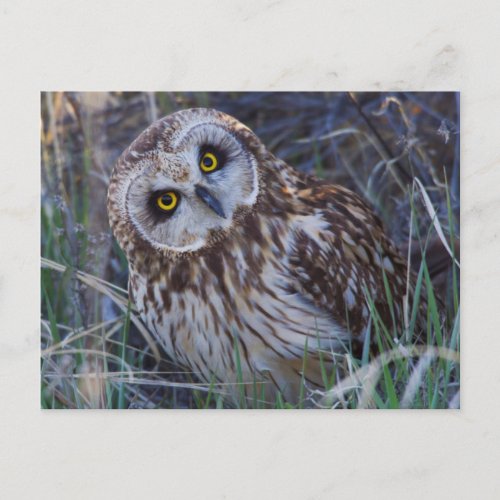 Short_eared Owl Postcard