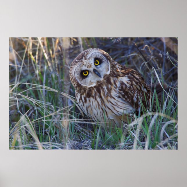 Short-eared Owl Poster (Front)