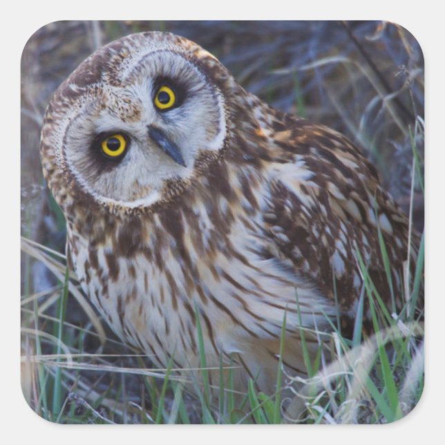 Short-eared Owl Square Sticker (Front)
