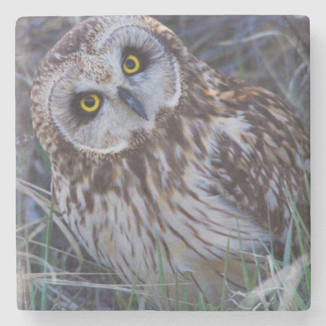 Short-eared Owl Stone Coaster (Front)