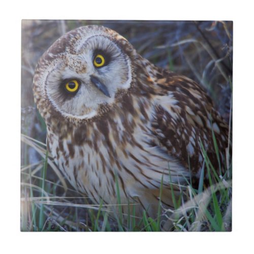 Short_eared Owl Tile