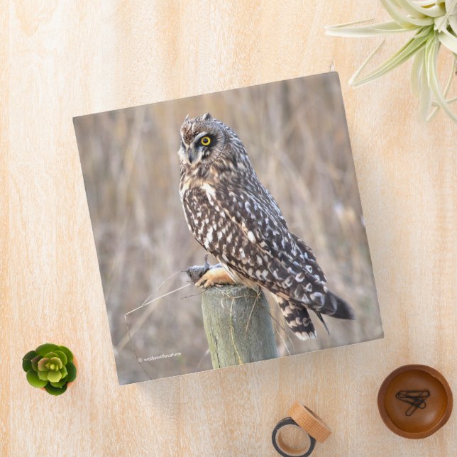Short-Eared Owl with Vole Binder (In Situ)