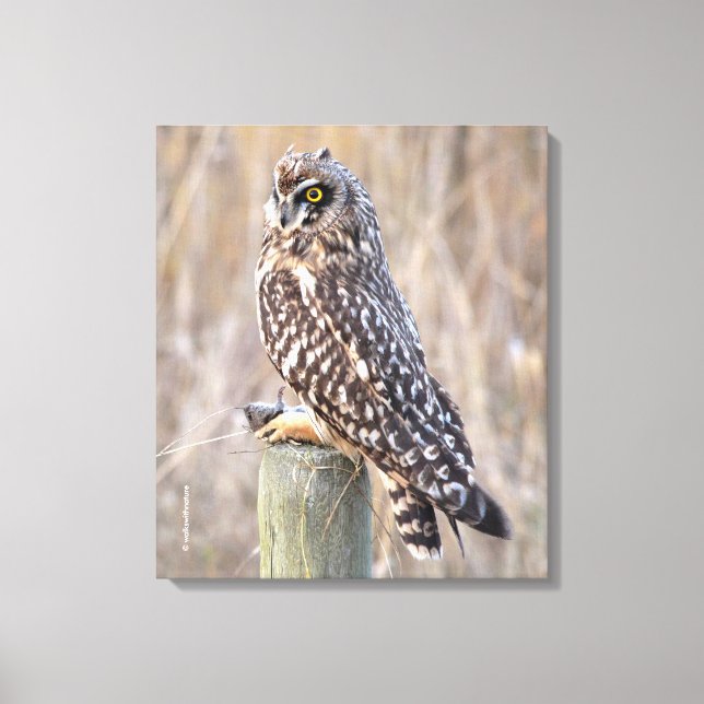 Short-Eared Owl with Vole Canvas Print (Front)