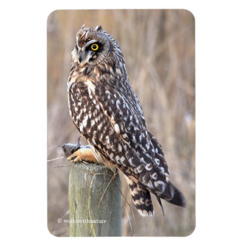 Short_Eared Owl with Vole Magnet