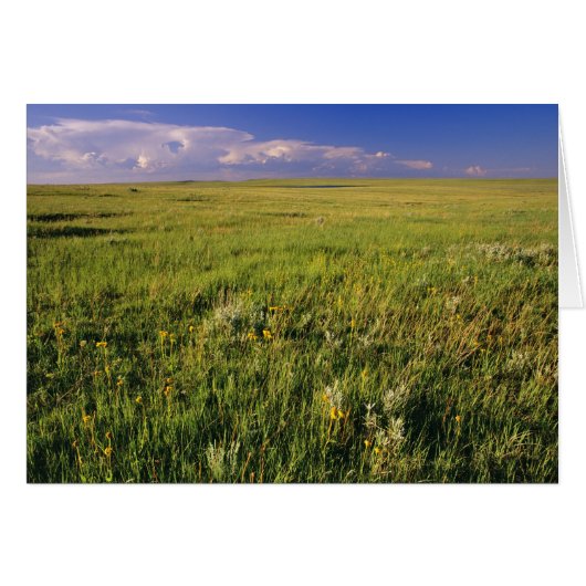 Short Grass Prairie in remote northeastern Cards (Front Horizontal)
