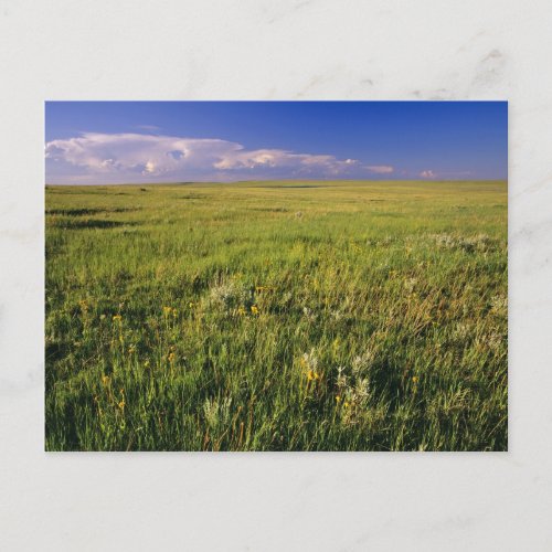 Short Grass Prairie in remote northeastern Postcard