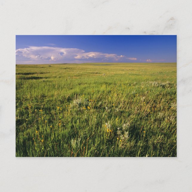 Short Grass Prairie in remote northeastern Postcard (Front)