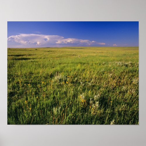 Short Grass Prairie in remote northeastern Poster