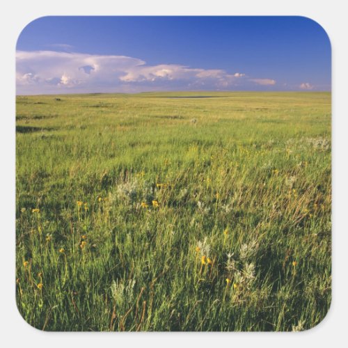 Short Grass Prairie in remote northeastern Square Sticker