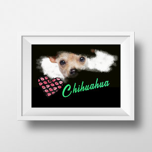 Short-Haired Chihuahua Eyes Solid Color Poster