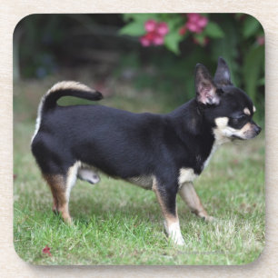 Short Haired Chihuahua Standing Beverage Coaster