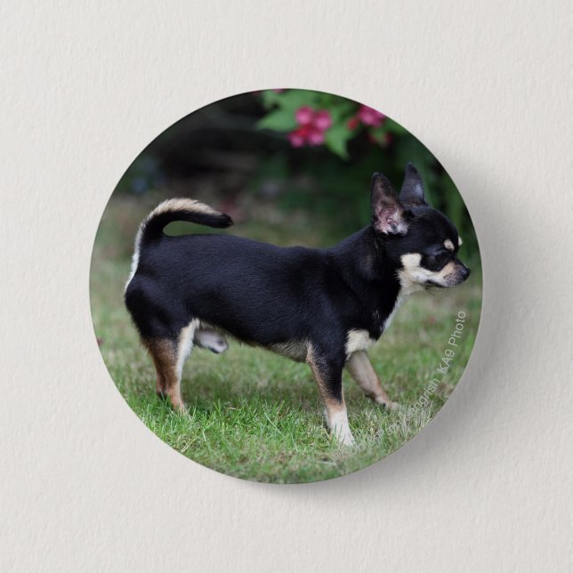Short Haired Chihuahua Standing Button (Front)