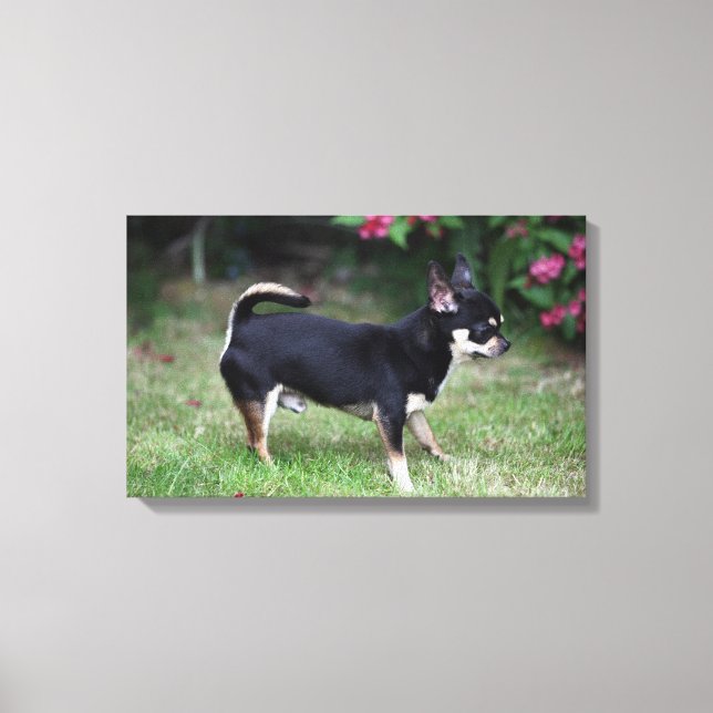 Short Haired Chihuahua Standing Canvas Print (Front)