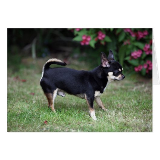 Short Haired Chihuahua Standing Cards (Front Horizontal)