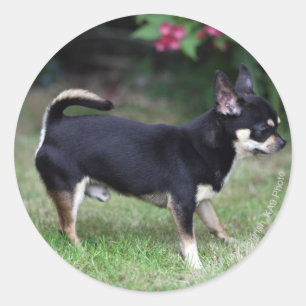 Short Haired Chihuahua Standing Classic Round Sticker