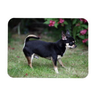 Short Haired Chihuahua Standing Magnet