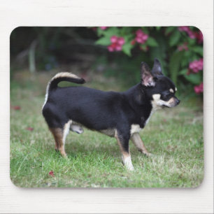 Short Haired Chihuahua Standing Mouse Pad