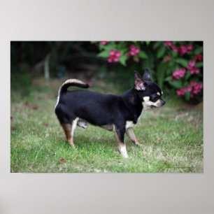 Short Haired Chihuahua Standing Poster