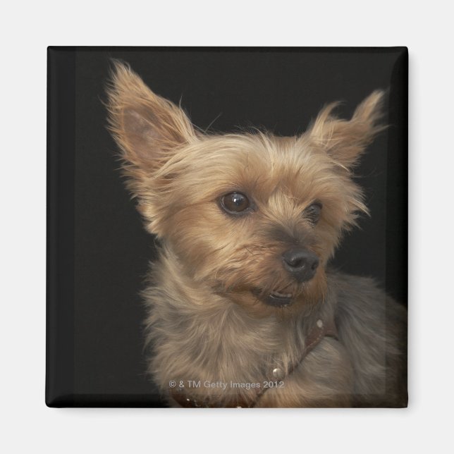 Short haired Yorkie dog looking to the right Magnet (Front)