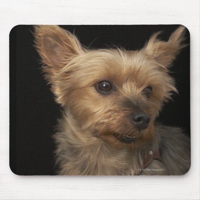 Short haired Yorkie dog looking to the right Mouse Pad (Front)