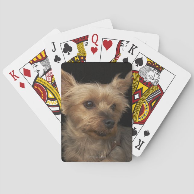 Short haired Yorkie dog looking to the right Poker Cards (Back)