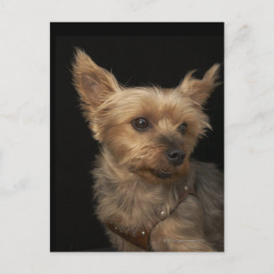 Short haired Yorkie dog looking to the right Postcard