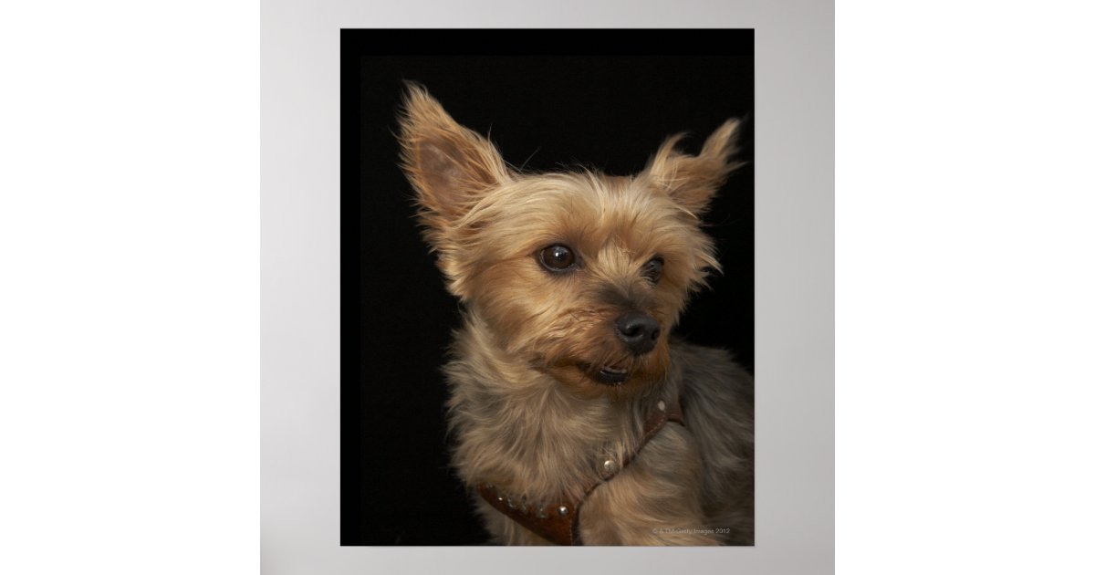 Short Haired Yorkie Dog Looking To The Right Poster Zazzle Com