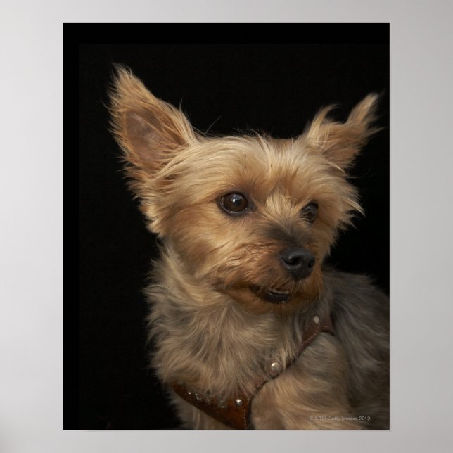 Short haired Yorkie dog looking to the right Poster (Front)
