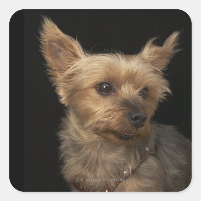Short haired Yorkie dog looking to the right Square Sticker (Front)