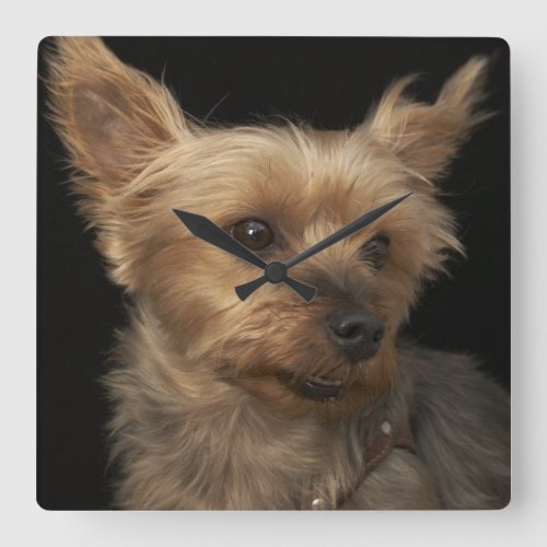 Short haired Yorkie dog looking to the right Square Wall Clock