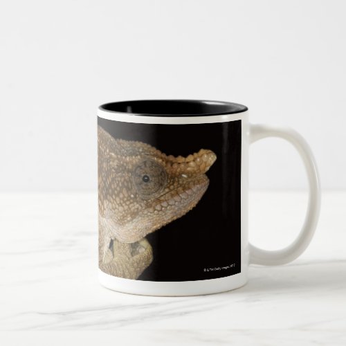Short_horned chameleonCalumma brevicornis Two_Tone Coffee Mug